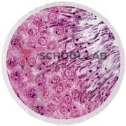 Prepared Microscope Slide - Rat (Rattus norvegicus) Testis for Spermatogenesis T.S.